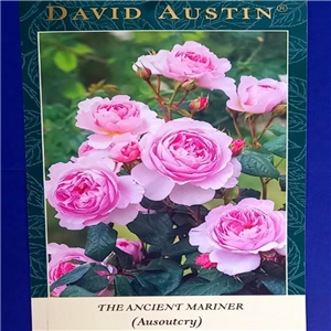 David Austin The Ancient Mariner